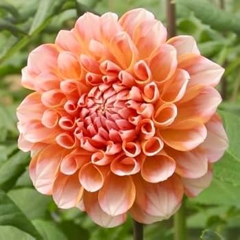 注文用です。　ダリア　中輪　赤色と白色の咲き分け咲き　１球～25-7(1) 注文用です。 ダリア 中輪 赤色と白色の咲き分け咲き 1球～25-7