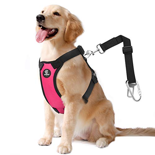 8 Affordable Dog Car Harness Crash Tested — Safety on a Budget