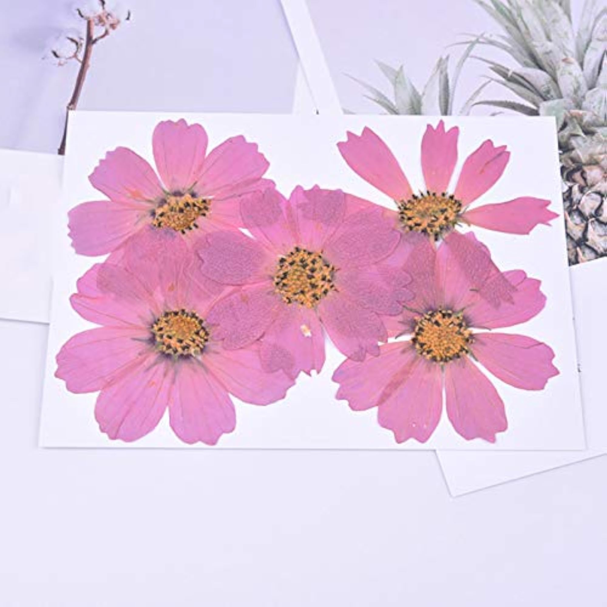 5PCS Cosmos Dried Flowers for Phone Case Crafts