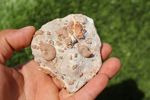 Image of Ammonites & Gastropods Plate Cretaceous Fossils Fossils from Morocco Fossil Rock ammonites Fossil from Morocco A121