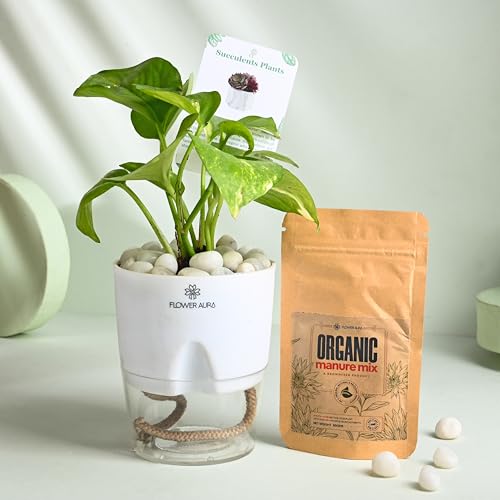 Image of FlowerAura Air Purify Live Indoor Green Money Plant In White Self Watering Pot With Manure For Living Room, Balcony, Home /Office Decor | Premium Gifting | Improving Air Quality | Reducing Stress