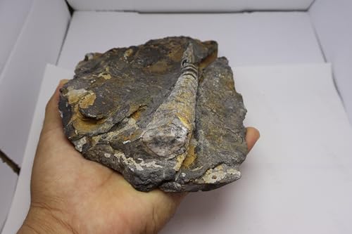 Image of Natural Orthoceras Fossil Plate from Devonian Period Fossil from Morocco A312