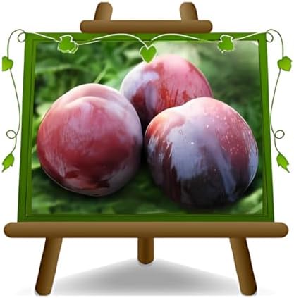 Prunier Sangue di Drago sang de dragon plante fruitière ancienne ...