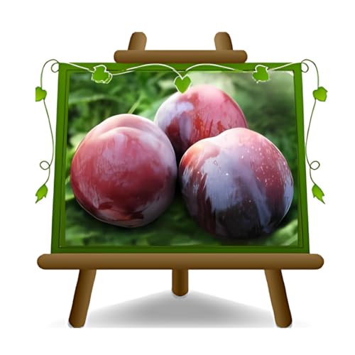 EURO PLANTS VIVAI Prunier Sangue di Drago sang de dragon plante fruitière ancienne en pot 20 cm arbre 170 cm - Âge 2 ans