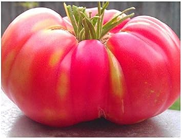 Premier Seeds Direct Tomato - Brandywine Pink - 12 Seeds