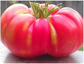 PREMIER SEEDS DIRECT Tomato - Brandywine Pink - 40 Seeds