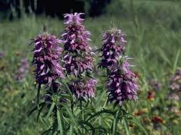 Miniatura 2 de Seed Kingdom BULK - Hierba de jardín de menta y limón, 1 libra de semillas