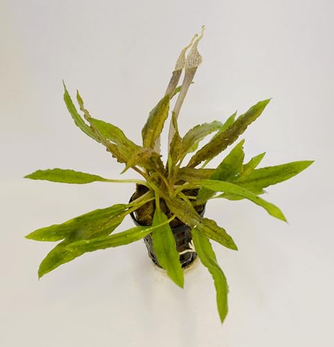 WASSERPFLANZEN WOLFF - 1 Topf schöner Genoppter...