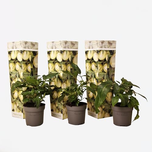Plant in a Box - Solanum Muricatum 'Pepino gold' - Set de 3 - Maceta 9cm - Altura 25-40cm
