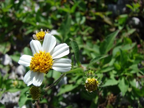 500 Bidens Pilosa Flower Seeds | Spanish Needle Seeds