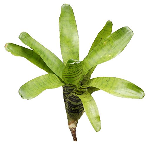 Bromelie, Neoregelia ampullacea, ungetopf