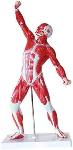 Educational Model, 1/4 Life Size Human Musculature Anatomical Model 50cm Skeleton Anatomy Model Medical Body School Learn Aid