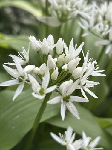 3 Bulbs of Allium ursinum (Wild Garlic) Includes Postage