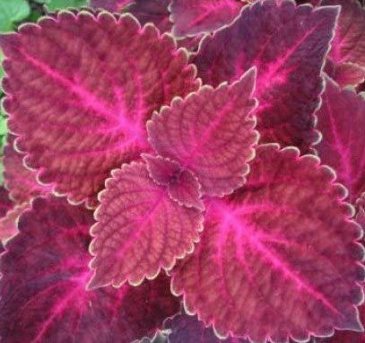 Coleus Electric Red Live Plant (B09TSVRH7K) Amazon Price History, Amazon Price Tracker