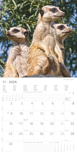 Alpha Edition - Erdmännchen Kalender 2026 – Wandkalender 30x30 cm – Für Tierfreunde & Erdmännchen-Fans – 12 bezaubernde Fotografien, viel Platz für Notizen, mit Feiertagen & Ferienterminen: Suricates