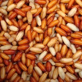 Fly Pupae Casters, 2oz (57g) Pot, Live Food for Jumping Spiders (2oz Pot)