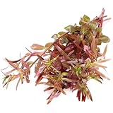 K2AQUA 10 x Loose Rotala Orange Juice Live Aquarium Plant Easy to Grow Ideal for Aquascaping Tropical Freshwater Tanks - Image 3