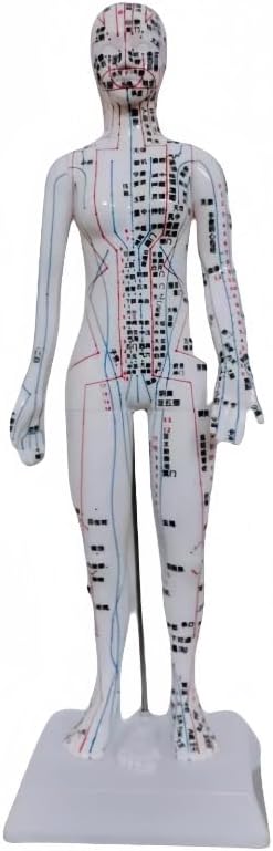 Acupuncture Model,Human Body Acupuncture Model 40cm Clear Meridian Tragus Model Male and Female Acupuncture Model Body Sculpture Educational Equipment (Female,White)