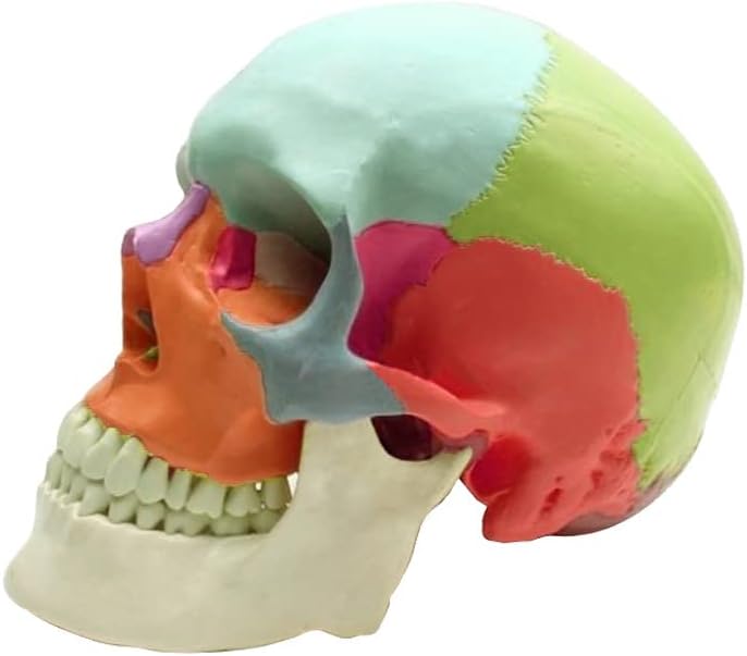 CC3D PLA Max Bone White PLA Filament 1.75 mm 1KG 3D Printer Filament 2.2LBS 3D Printing Material Stronger Pro Plus + Filament Ivory White Bone Color (Pack of 2)