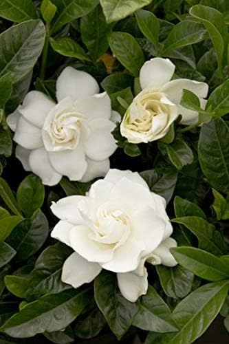 1 Gallon Gardenia August Beauty Shrub - 1