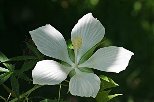1140-Hibiscus, Texas Star Red/White (Hibiscus Coccineus) Seeds By Robsrareandgiantseeds Upc0764425787624 Non-Gmo,Organic,Usa Grower,1140 Package Of 15 Seeds #TOP6