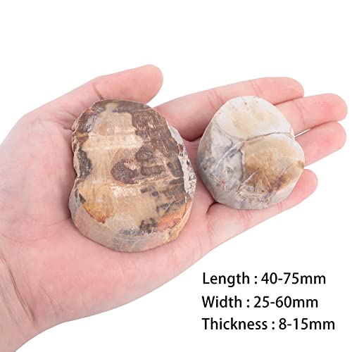 Image of Amogeeli Natural Petrified Wood Slice Stone Specimen for Collection, Irregular Mineral Crystal Decoration for Home & Office, Small