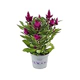 Celosia Planta Natural para Decorar Casa y Oficina