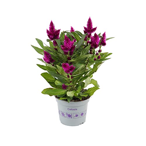 Celosia Planta Natural para Decorar Casa y Oficina