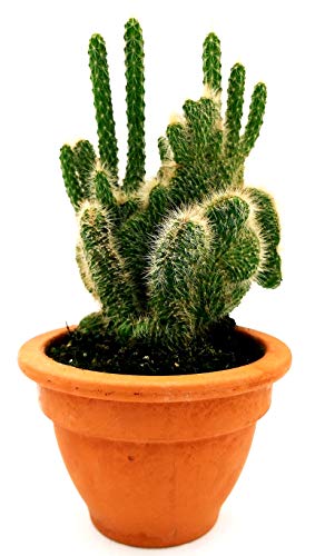 POWERS TO FLOWERS - CACTUS CRESTATO IN VASO COCCIO 13CM, pianta vera
