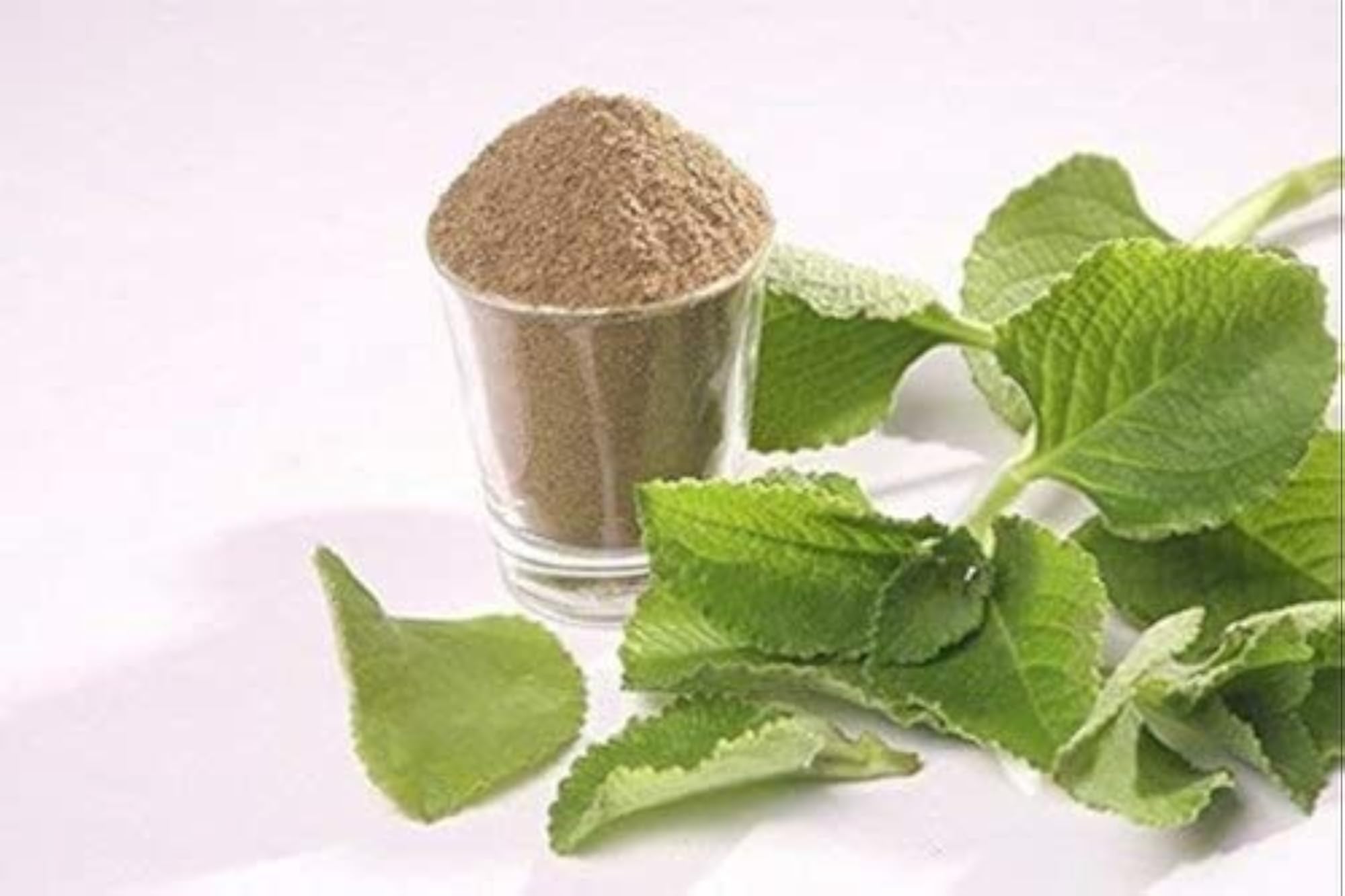 Karpooravalli Powder, Coleus Amboinicus, 100 Grams