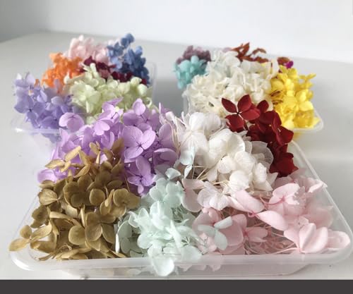 DongArts Konservierte getrocknete Hortensien Blumen Set, 6 zufällige Farben pro Box, 100% natürliche Hortensien Blumen für DIY Kerze Harz Geschenk Filler Handwerk (3 Box)