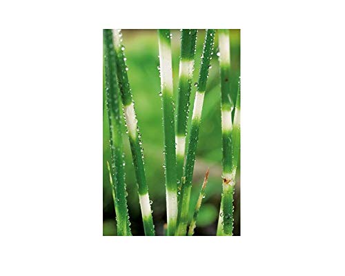 25 Scirpus tabernaemontanii zebrinus Pond Plant marginal Early Bird Discount