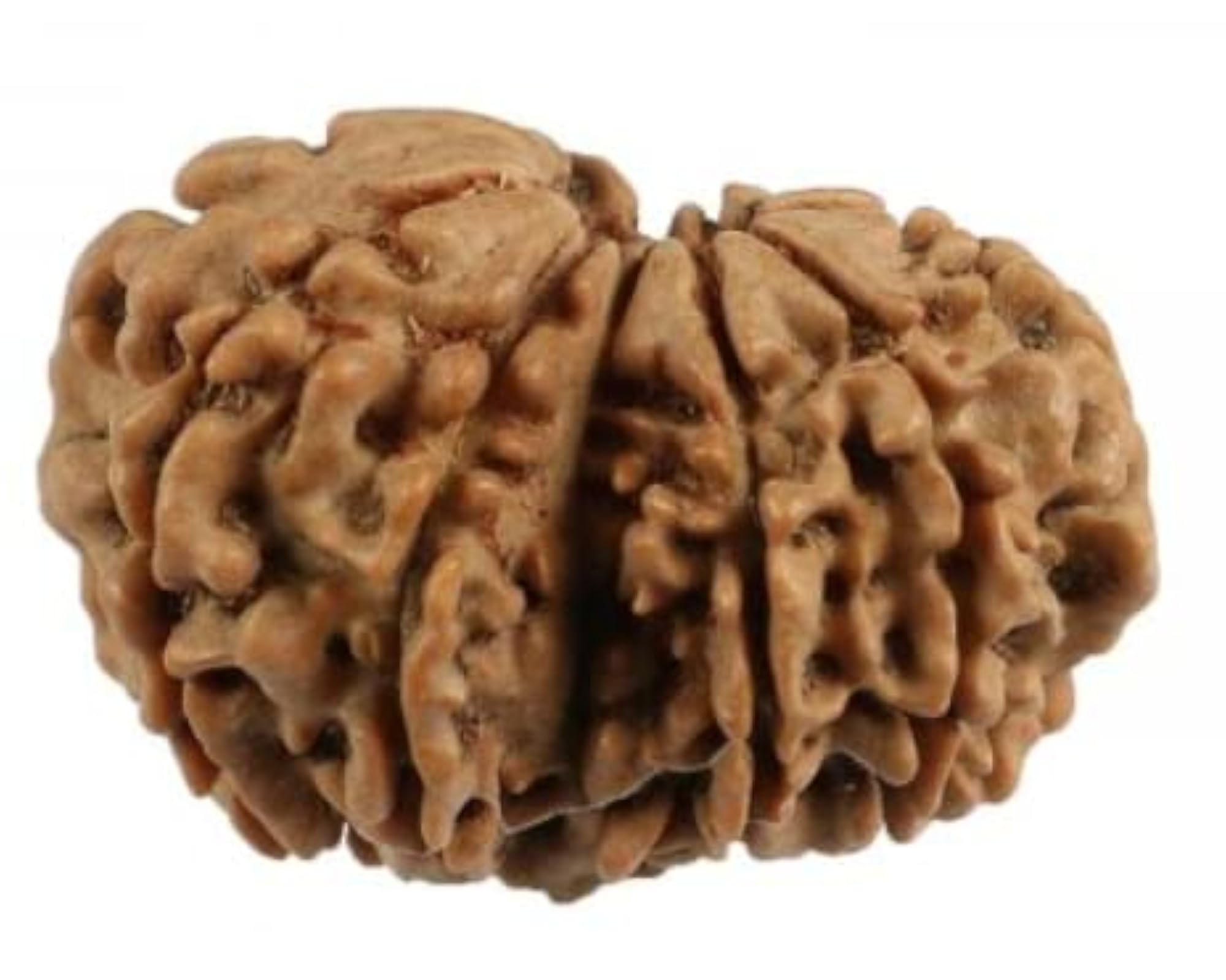 Gauri Shankar Rudraksha, Natural Colour, Certified