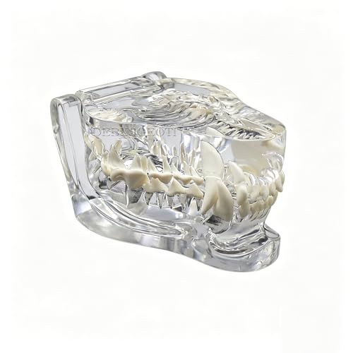 Image of Canine Dental Dog TransparentTeeth Model Pet Clinic Anatomical Tooth Jaw for Veterinary Education Decoration Demo (Clear Dog Tooth Model)