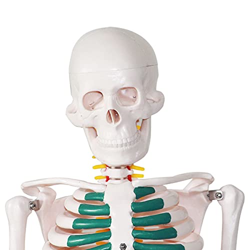 Esqueleto humano de 85 cm con soporte metálico y extremidades extraíbles 4