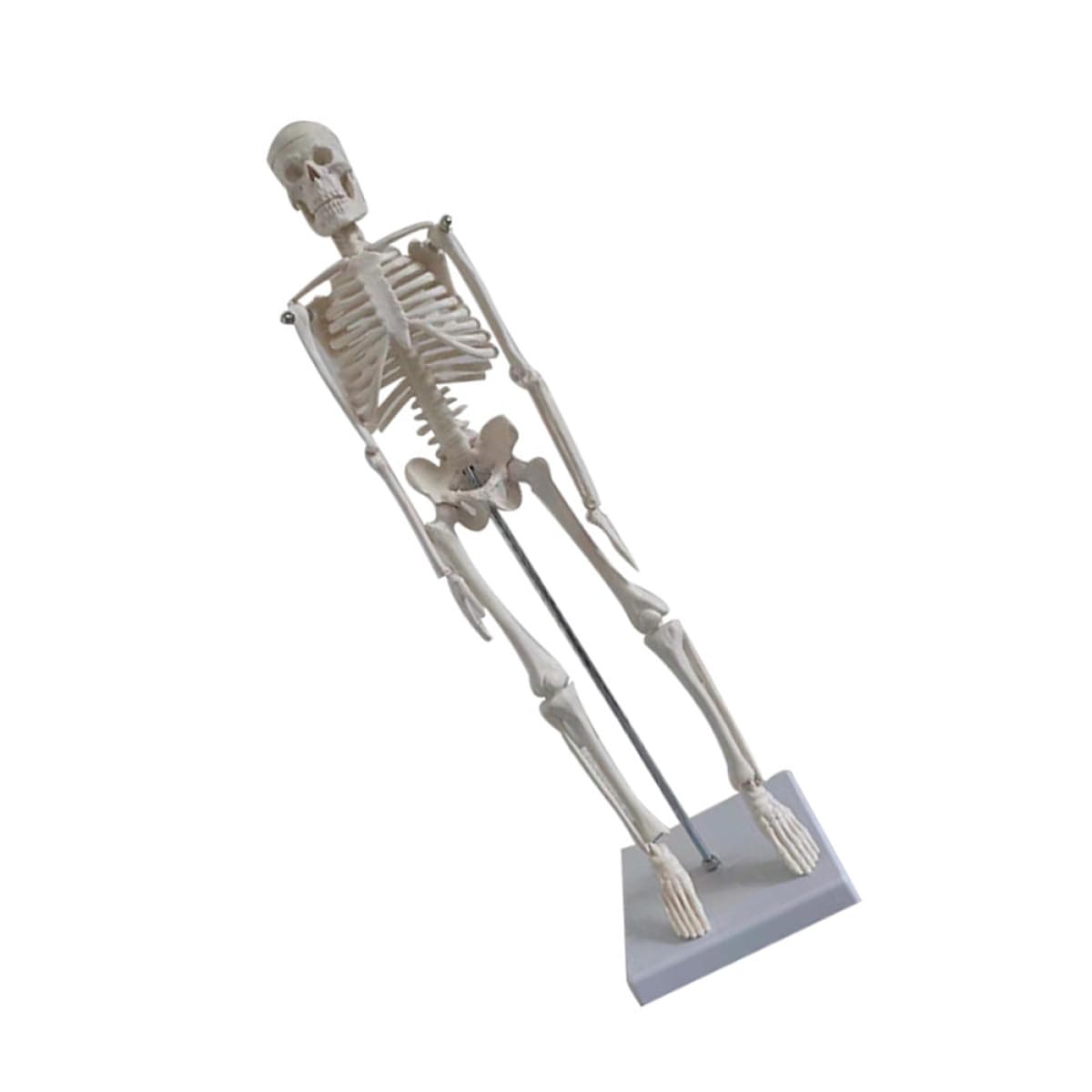 Menschliches Skelettmodell 45cm Weißes Pvc für Anatomie
