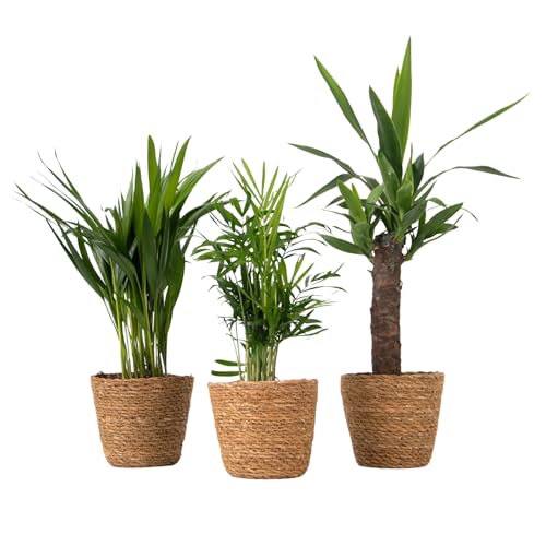 Plant in a Box - Mini Palmiers d’intérieur - Lot de 3 avec paniers décoratifs - Hauteur 25-40cm - Pot 12cm - Plantes d’intérieur Areca, Yucca, Chamaedorea