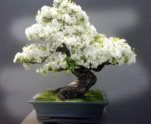 White Japanese Cherry Blossom Bonsai Tree live plant-image-32