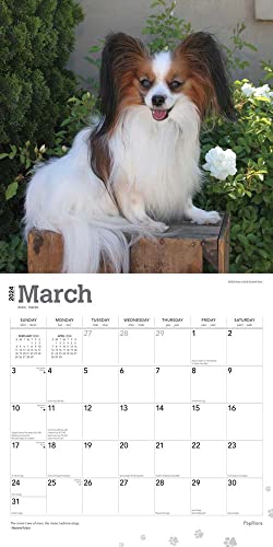 Papillons | 2024 12 X 24 Inch Monthly Square Wall Calendar | Browntrout | Animals Dog Breeds #TOP2
