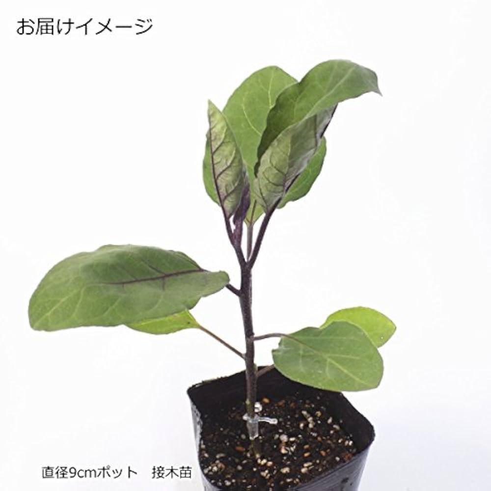Amazon.co.jp: なす とげなし 千両二号 茄子 10.5cmポット苗