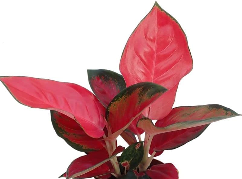 Aglaonema Red Valentine Indoor Plant Fertilizer Free (Red)-image-19