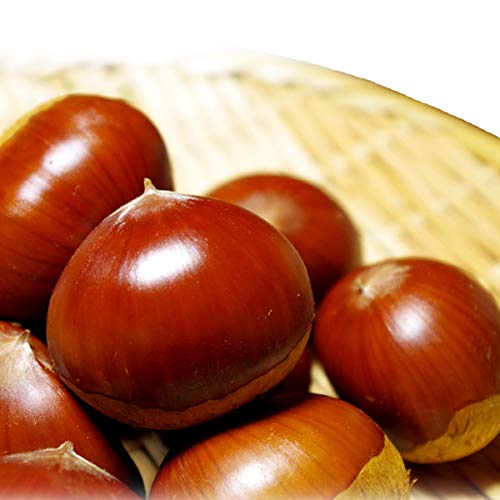 ۂ̒lꐶIkTCY 1kgiRY ۂ̌Ij ۂ Ȃ܌I  