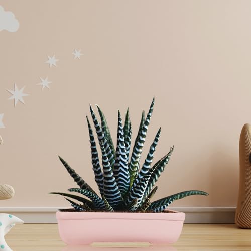 Lasaki Rectangle Pink rec002 Ceramic Pots for Indoor Plants,Bonsai,Planters,gamla,Outdoor,Balcony,Home,Garden,Office Decor,Succulent(L - 26 X W - 18.5 X H - 7 cm)(Plants not Included)