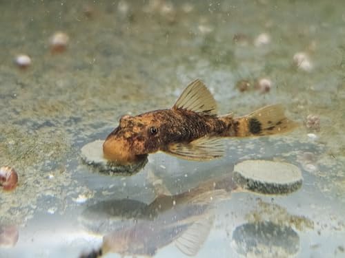 The Frog House Pleco 1-2 Juvenile Super Red Calico Bristlenose Plecostomus Freshwater Aquarium Fish