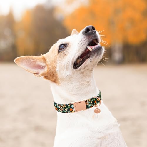 Image of Daisy Fall Cotton Dog Collar with Metal Buckle Gift Autumn Collar for Small Medium Large Girls or Boys Dogs Cute Durable Comfortable Pet Collars