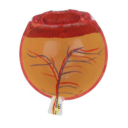 Kit de modelo anatômico de bola para olhos humanos menolana / Suprimentos de ampliação 3X