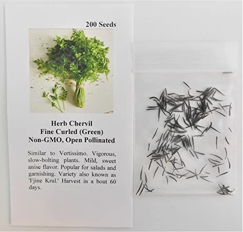 Herb Chervil Fine Curled Fba-7542 (Green) 200 Non-Gmo, Open Pollinated Seeds #TOP1