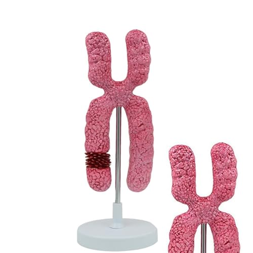 Modèle de chromosome humain 10000x de méiose et génétique