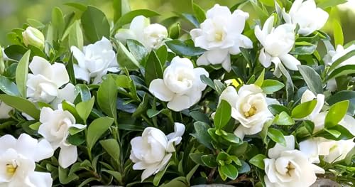 Image of live plants (GANDHRAJ FLOWER PLANT)