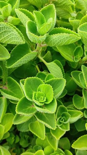 Image of Kalfo Real Ajwain Live Plant | Medicinal Ayurvedic Herb Trachyspermum Ajwain Mexican Mint for Home & Kitchen Garden | Carom Seeds Plant (Omam Plant) with Gro Pot | Easy to Grow Indoor Outdoor